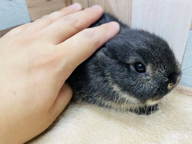 ネザーランドドワーフ