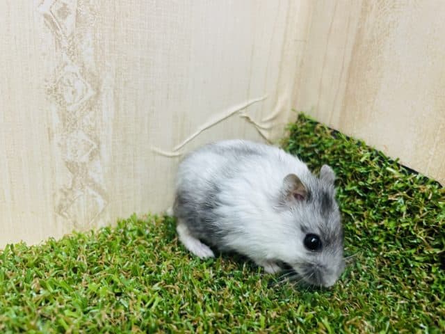 ドワーフハムスターの1種