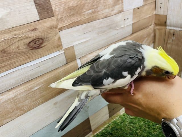 オカメインコ