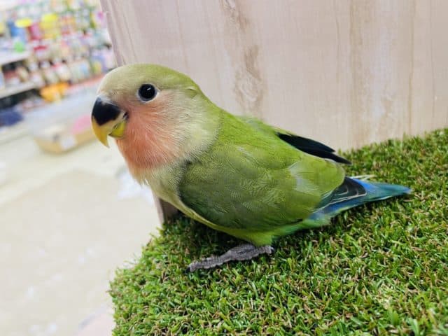 コザクラインコ（小桜インコ）