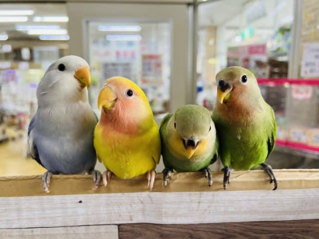 コザクラインコ（小桜インコ）