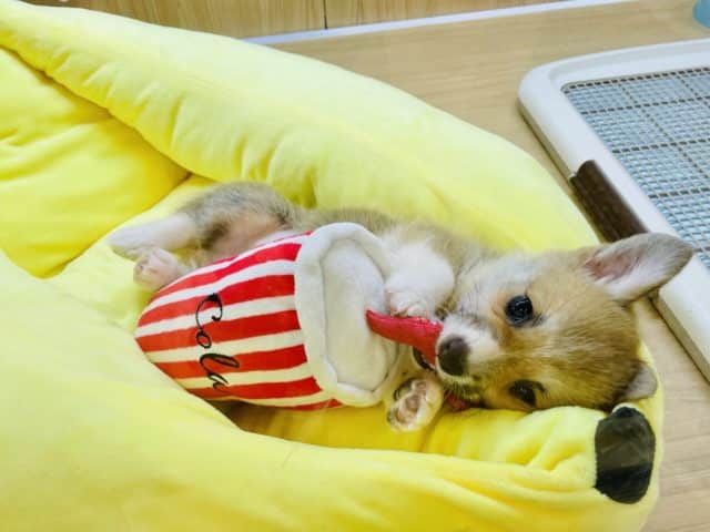 ウェルシュコーギー・ペンブローグ