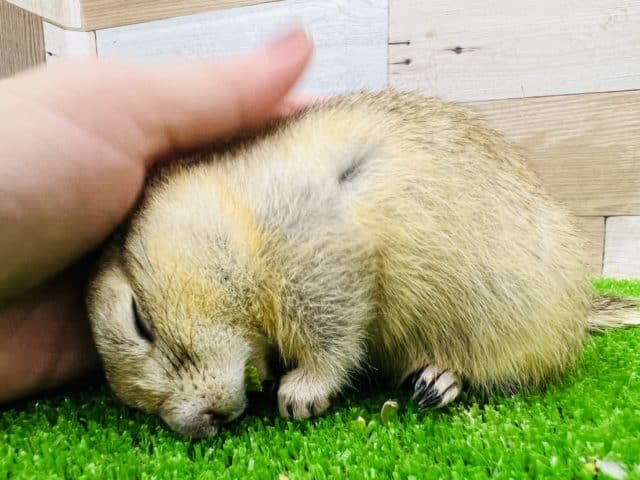 リチャードソンジリス