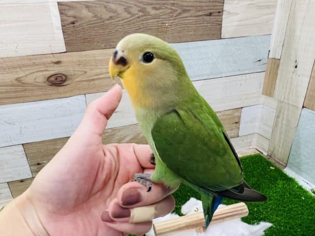 コザクラインコ（小桜インコ）