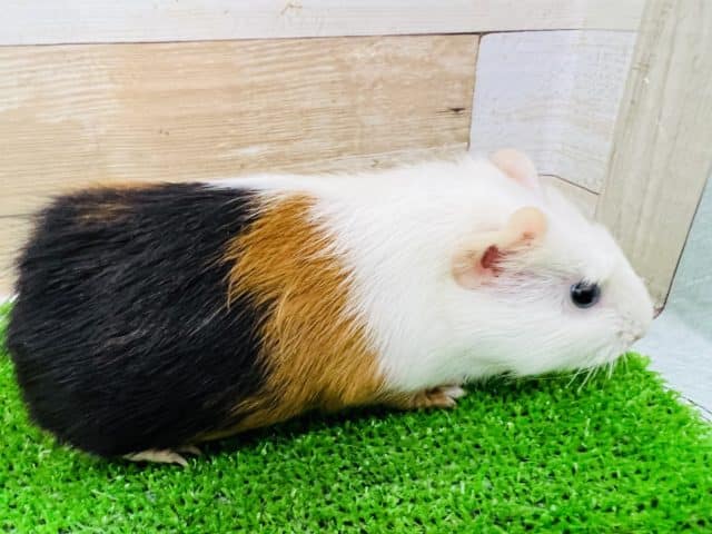 クレステッドモルモット