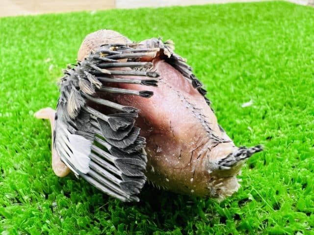 ちびっこ桜文鳥ひな! 桜文鳥