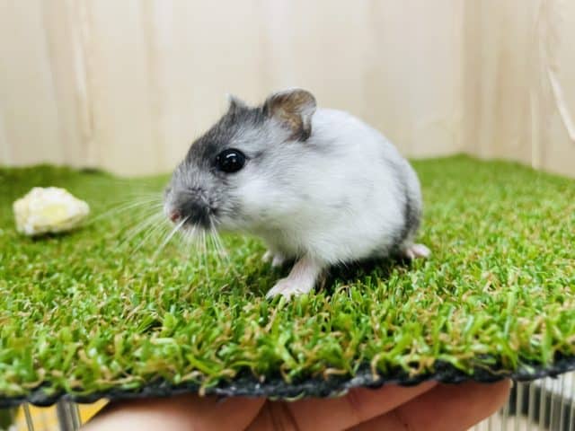 ドワーフハムスターの1種