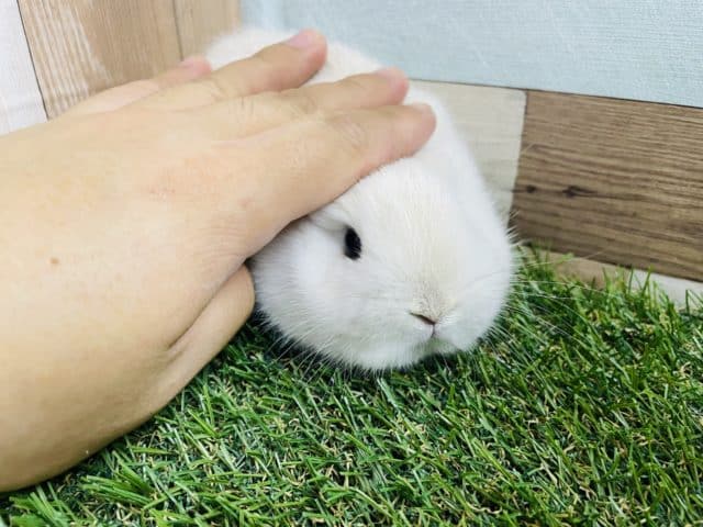 ネザーランドドワーフ