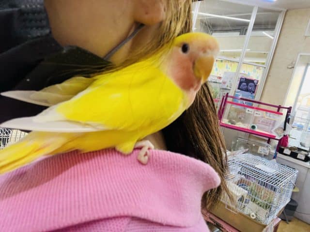 コザクラインコ（小桜インコ）