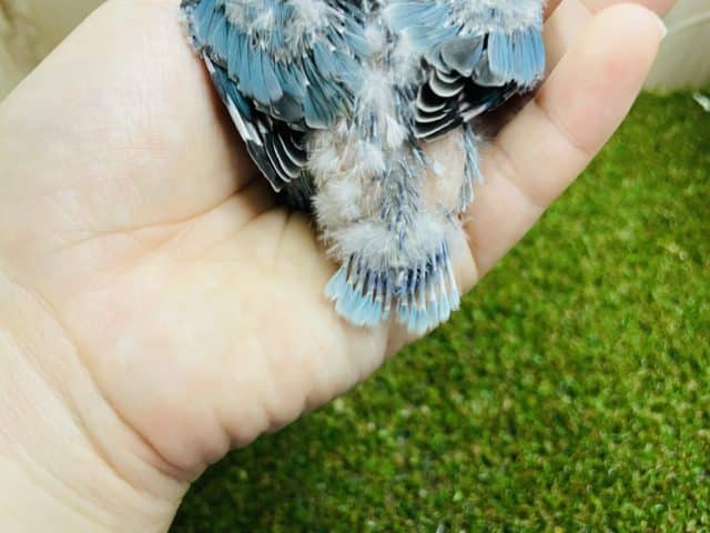 ブルーボタンインコ