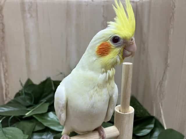 オカメインコ