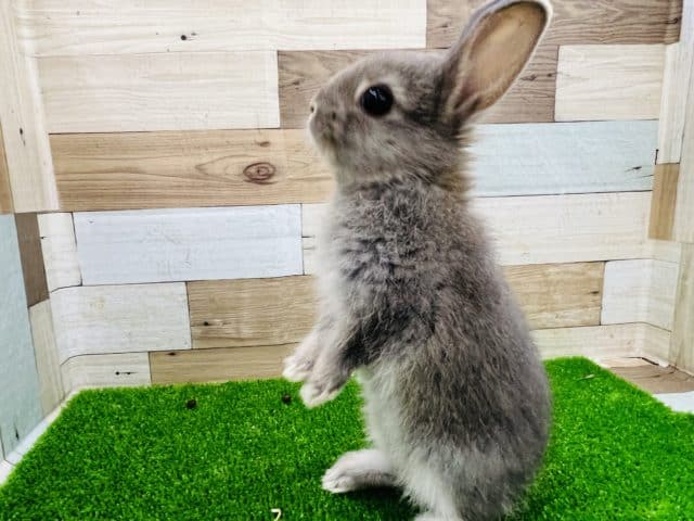 ネザーランドドワーフ