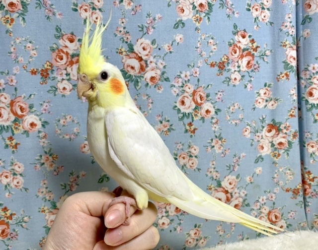 オカメインコ