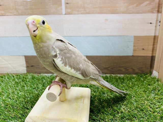 オカメインコ