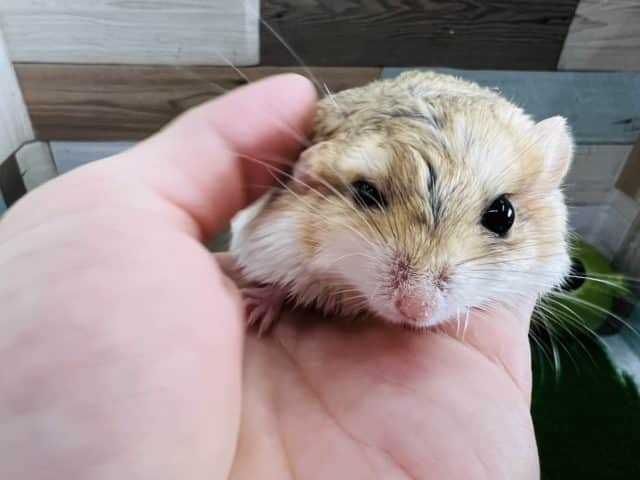 マカロニマウス（ファットテールジャービル、オブトアレチネズミ）