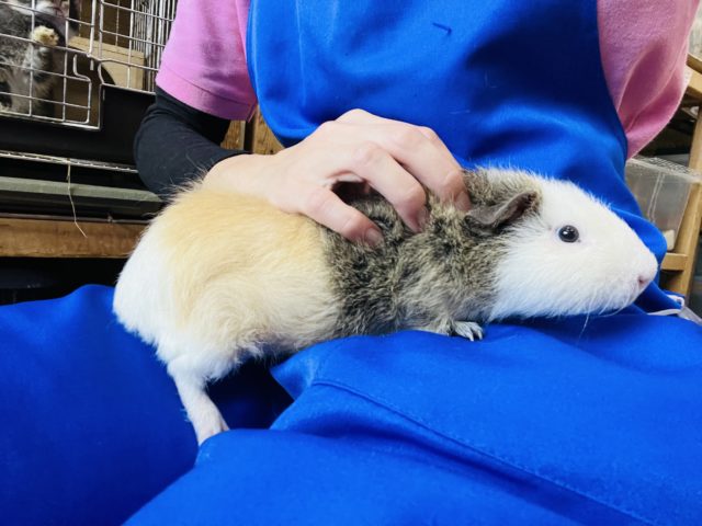 テディモルモット