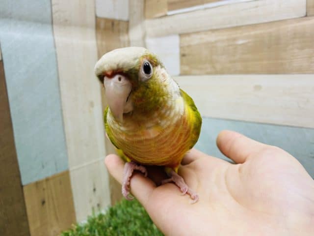 ホオミドリウロコインコ