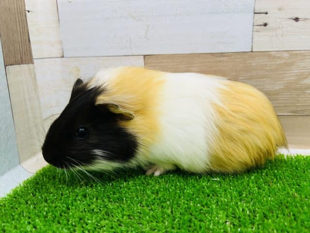 イングリッシュモルモット