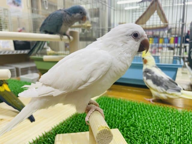 オキナインコ