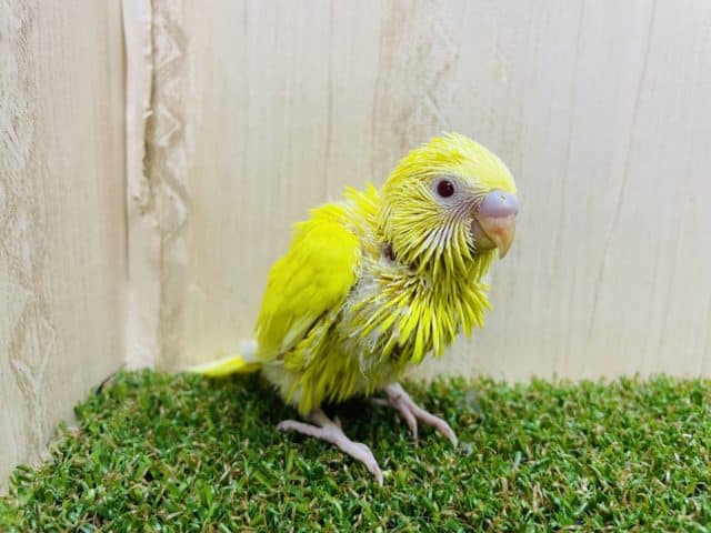 セキセイインコ