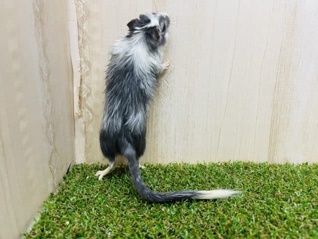 カラージャービル（スナネズミ）