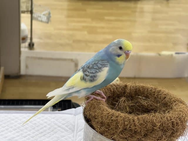 セキセイインコ