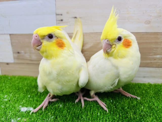 オカメインコ