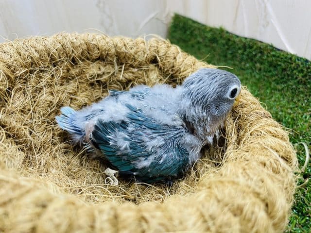 ブルーボタンインコ