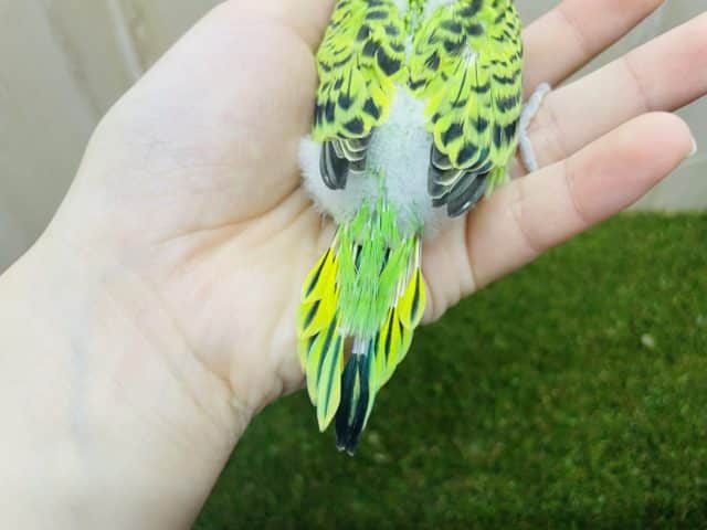 セキセイインコ