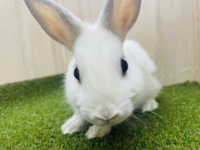 ネザーランドドワーフ