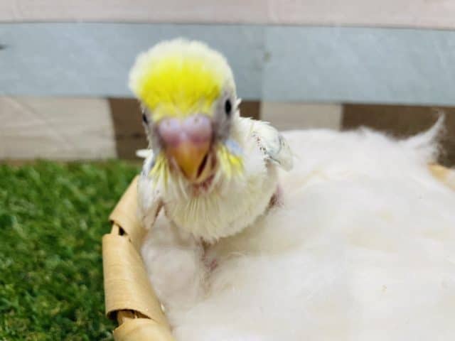 イエロー多めな元気っ子!セキセイインコのパステルレインボーパイドカラー! セキセイインコ