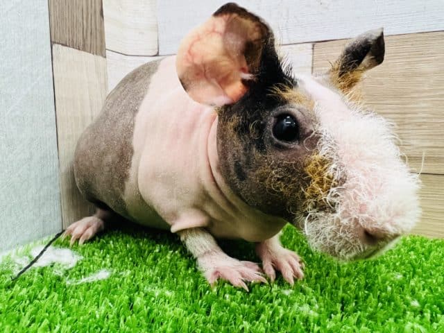 スキニーギニアピッグ