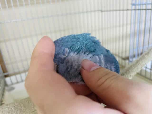 オキナインコ