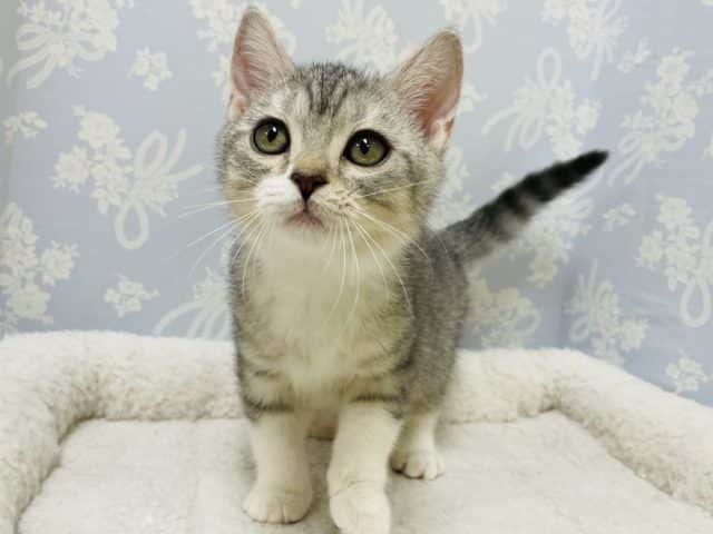 スコティッシュフォールド