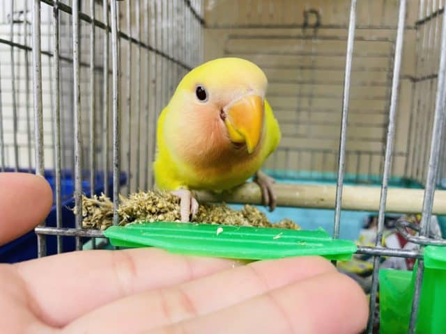 コザクラインコ（小桜インコ）