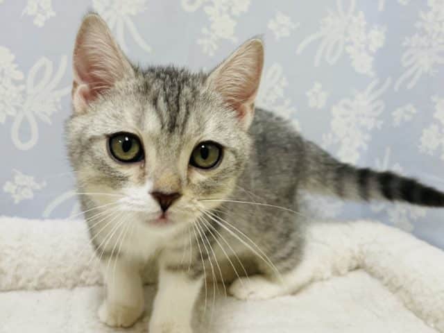 スコティッシュフォールド