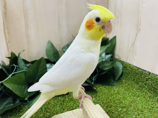 オカメインコ