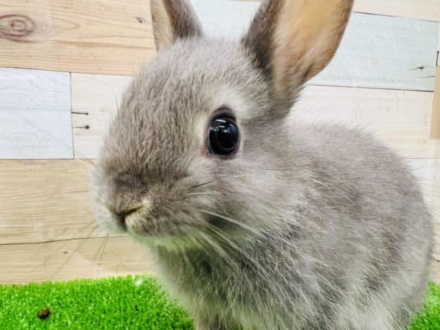 ネザーランドドワーフ