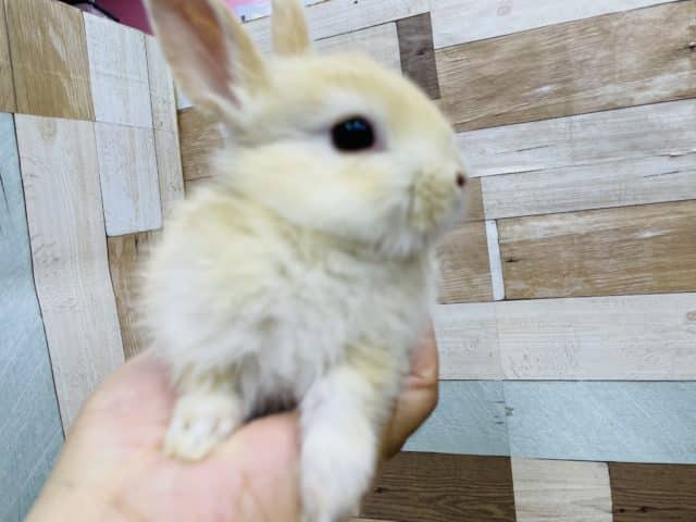 ネザーランドドワーフ