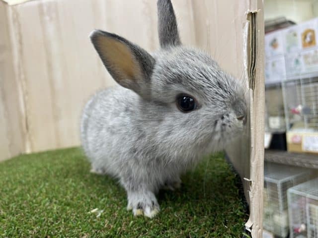 ネザーランドドワーフ