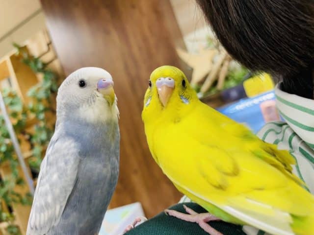 セキセイインコ