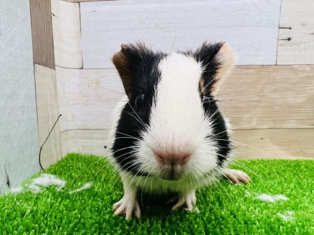 イングリッシュモルモット