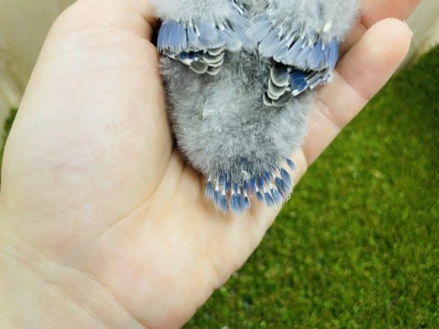 コザクラインコ（小桜インコ）