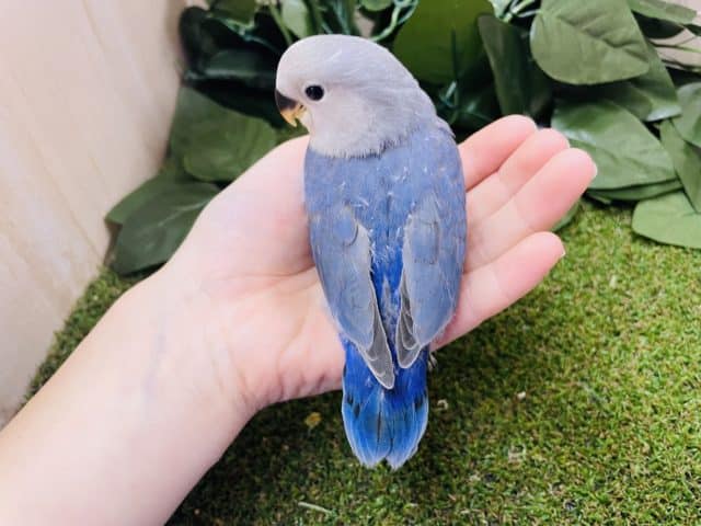 コザクラインコ（小桜インコ）