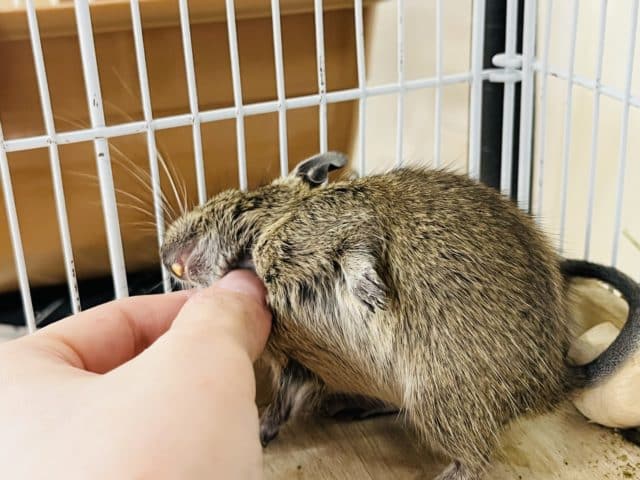 好奇心溢れてます!!デグー(ノーマル)女の子 デグー