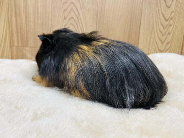 イングリッシュモルモット