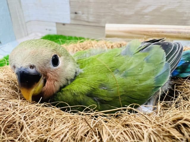 コザクラインコ（小桜インコ）