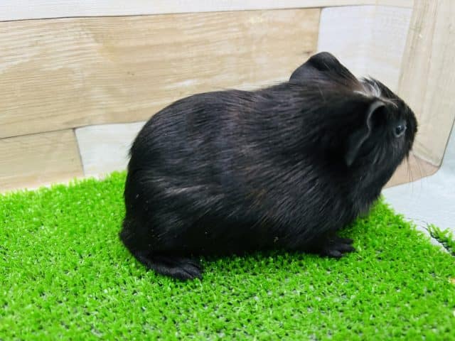 クレステッドモルモット