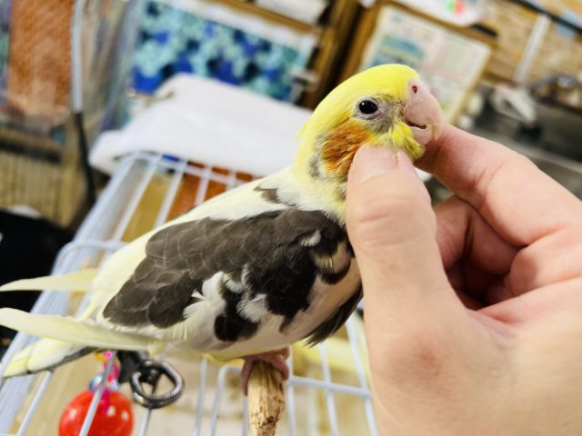 オカメインコ