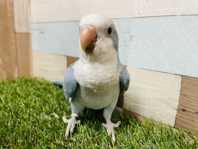 オキナインコ